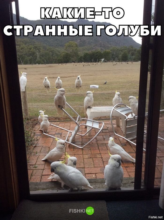 Странные голуби
