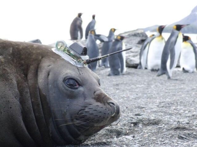 Как тюлени помогают исследователям в изучении Антарктики
