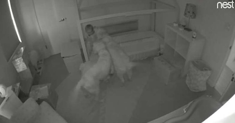 Два золотистых ретривера помогли девочке выбраться из её кроватки, чтобы вместе отправиться бродить по дому