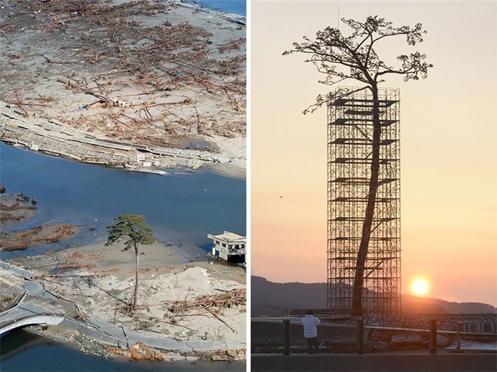 Единственное дерево, которое пережило цунами в Японии. Теперь о нем заботятся