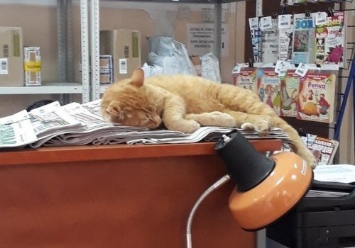 В отделение почты Старой Московки устроился «работать» кот, которого назвали Рыжим