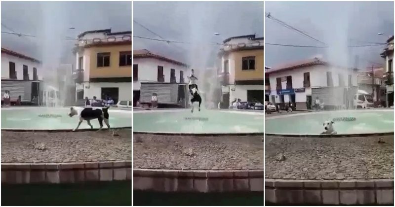 Позитивный пёс радостно плещется в общественном фонтане в Колумбии