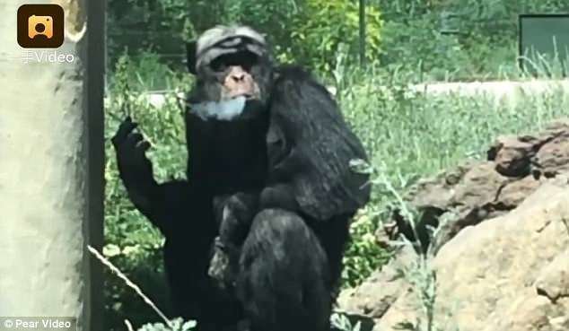 Шимпанзе Джиаку из китайского зоопарка Tianshan Wildlife - заядлый курильщик