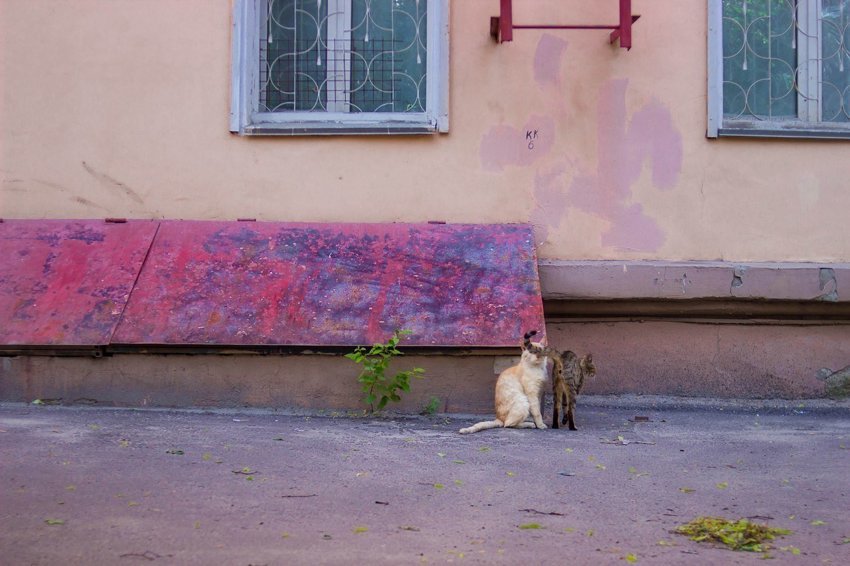 Уличные коты Партенита. Как живут уличные кошки в Зеленограде.