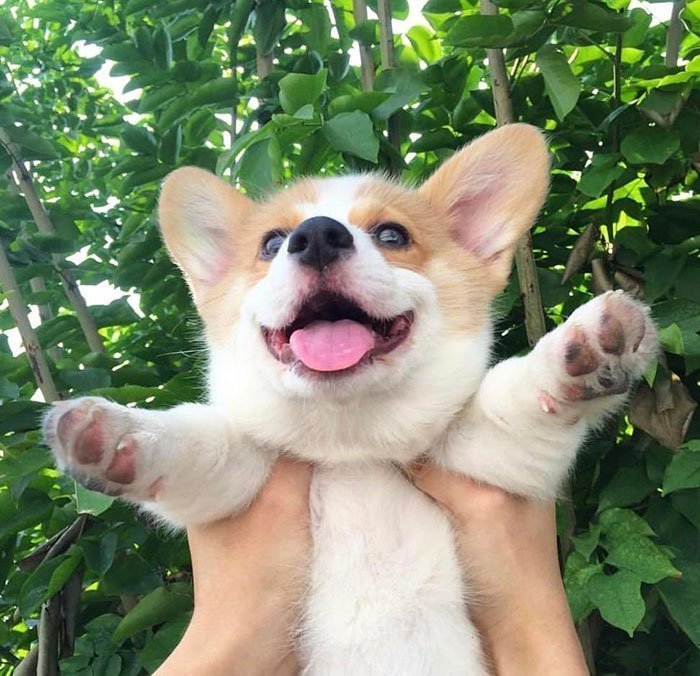 Счастливый щенок