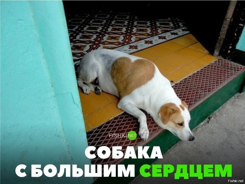Собака с большим сердцем