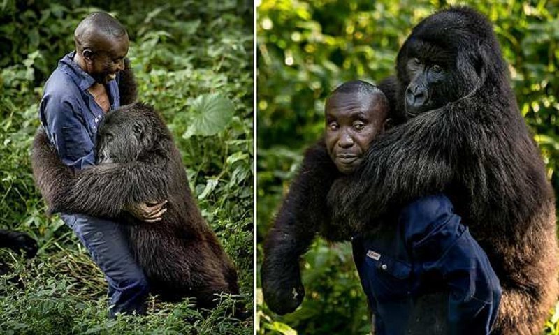 Смотритель национального парка в Конго завел себе необычного друга