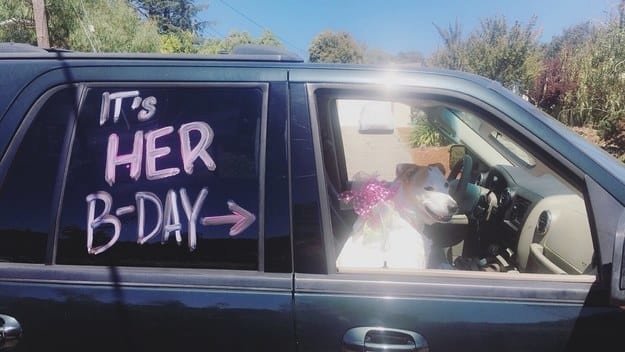 Этот хозяин прокатил свою собаку в машине с надписью "Сегодня у нее день рождения"