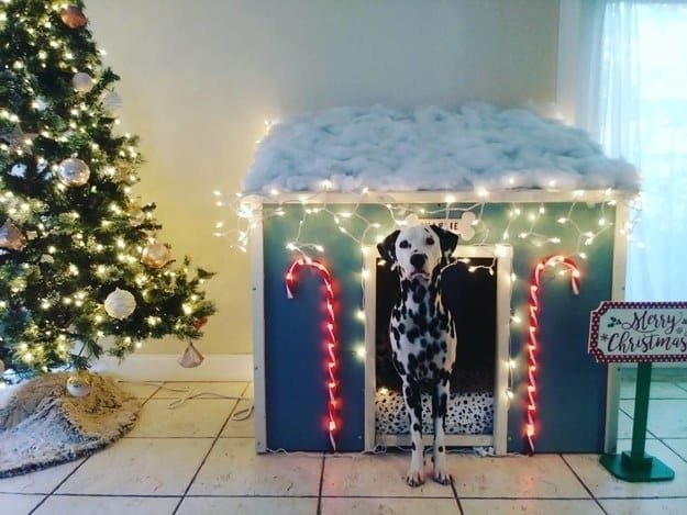 Владелец этого пса построил ему дом к Рождеству