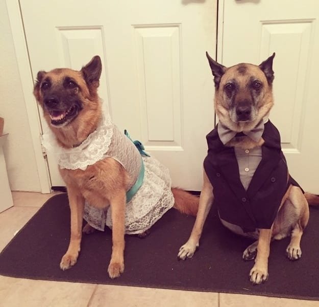Эти собачки были наряжена к свадьбе стилистами, которые сшили им костюмы.
