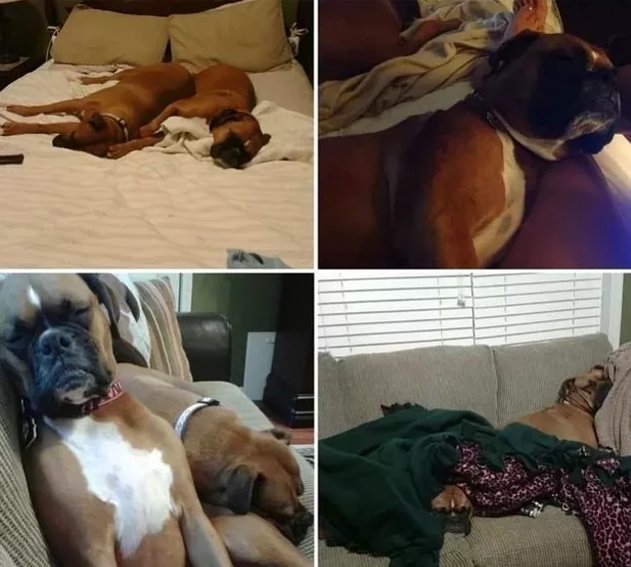 Эти собаки занимали хозяйский диван, и им купили их собственный!