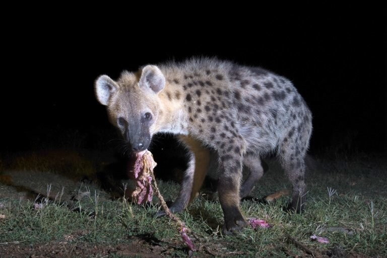 "Человек-гиена" ест от одного куска с хищниками, помогая соседям