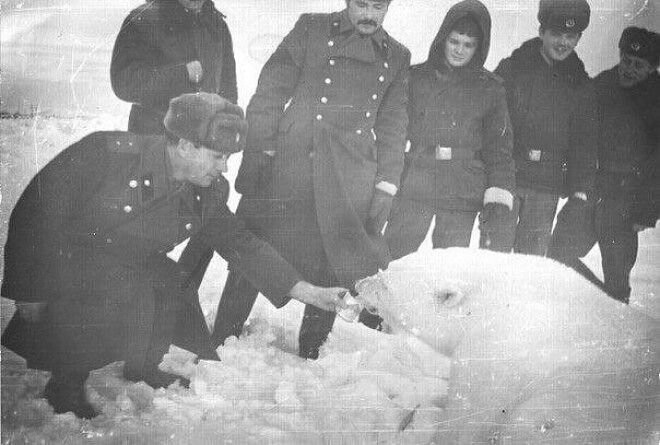 Пограничники Чукотского погранотряда кормят сгущенкой медведицу с медвежатами, СССР, 1980-е