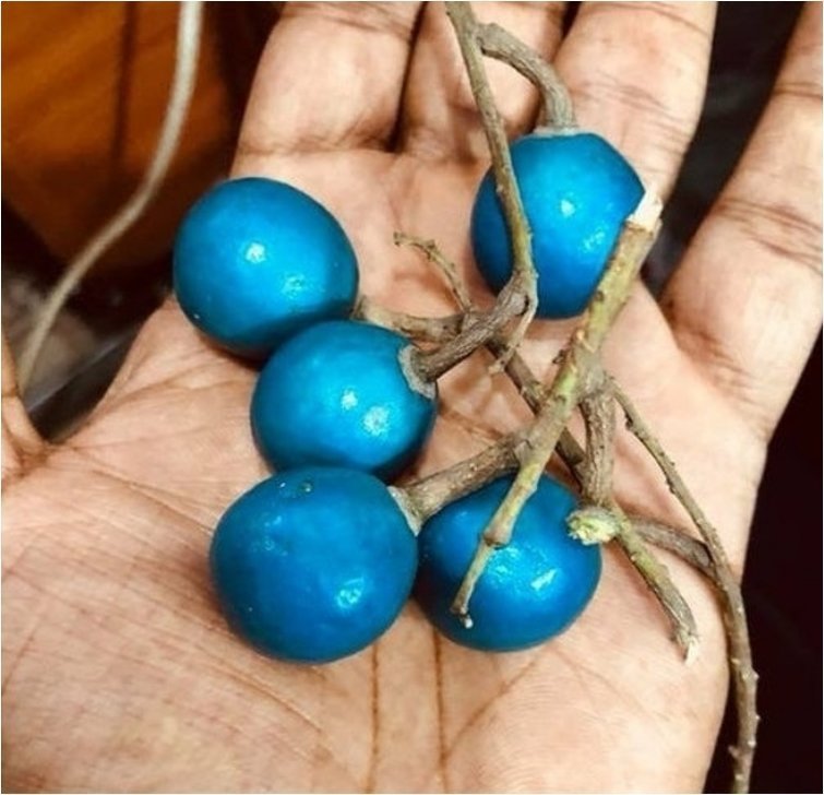 «Нашел странный синий плод на нашем городском рынке. Его называют „голубые оливки“» 