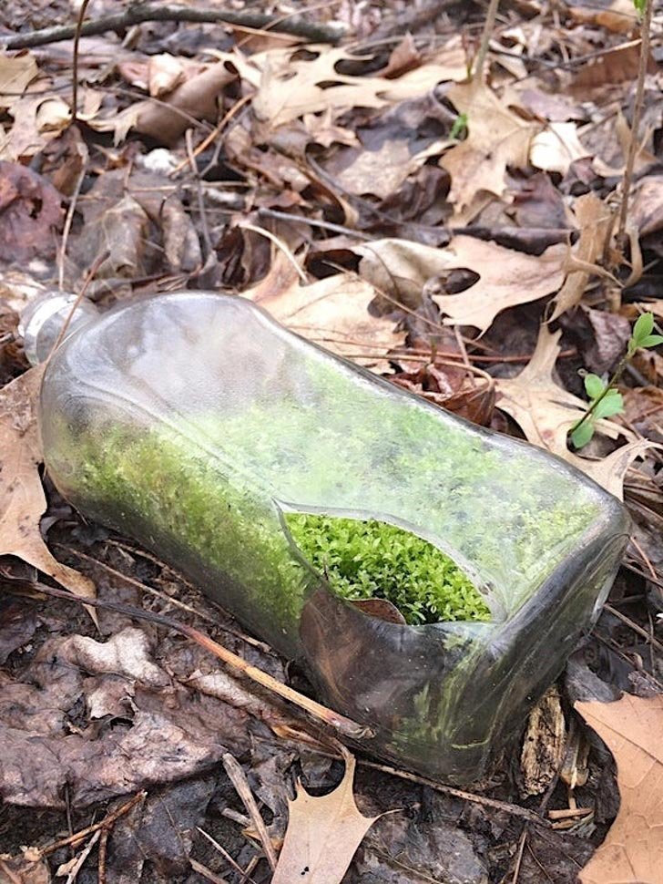 «Во время прогулки в лесу нашел вот такую бутылку с мхом»