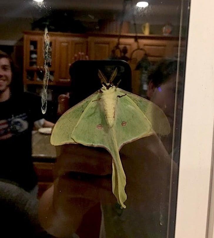 Огромная бабочка на окне в Южной Каролине