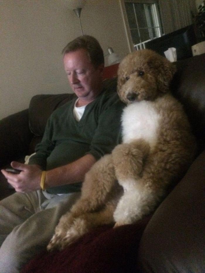 "Мой отец и наш пёс смотрят футбол"