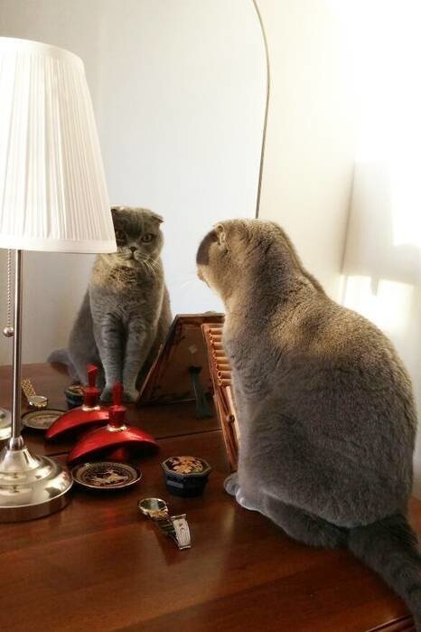 Кошки у зеркала