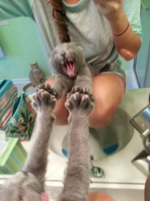 Кошки у зеркала