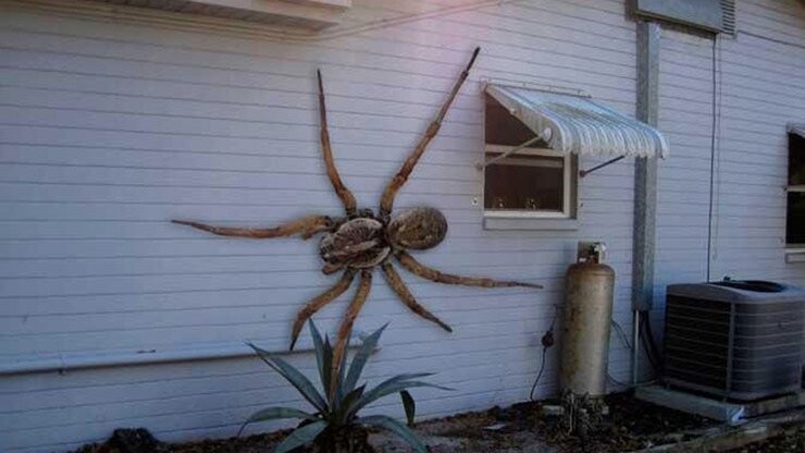 Самый большой Гавайский тростниковый паук