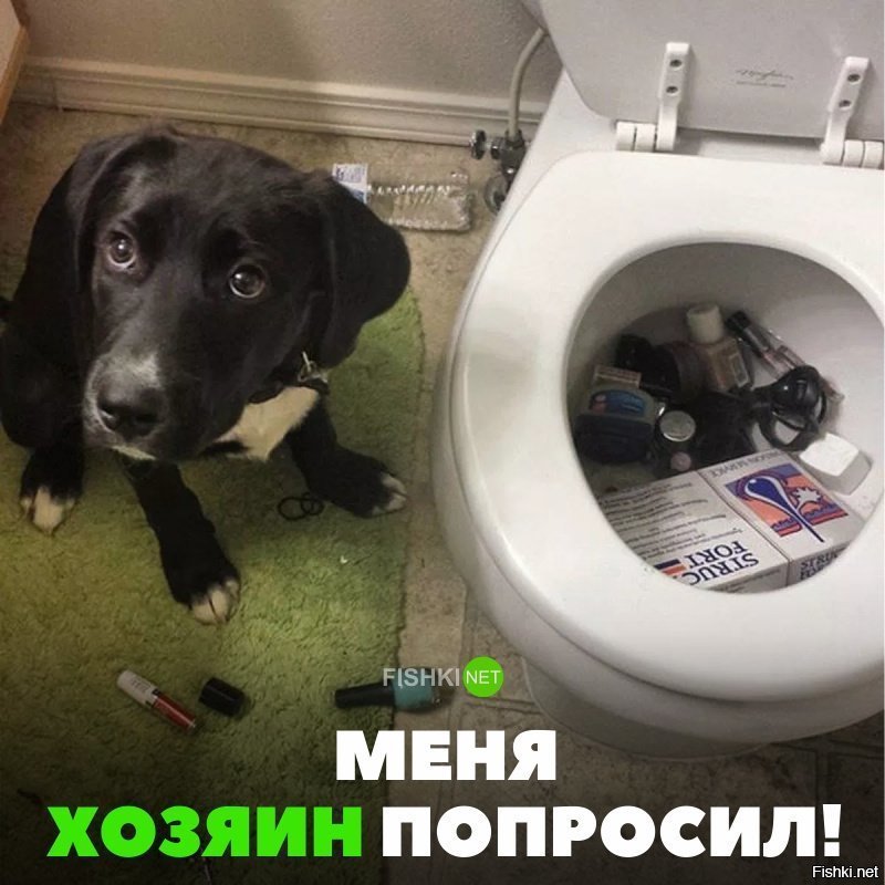 Хозяин попросил