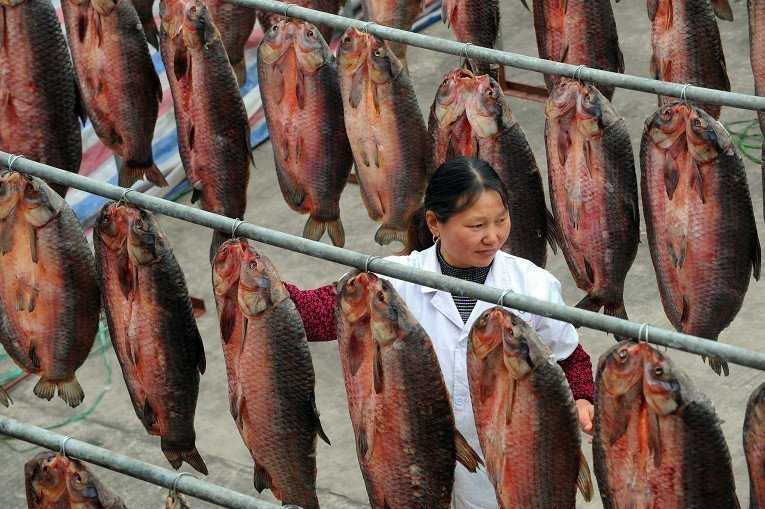 17. Рыбный завод в Китае