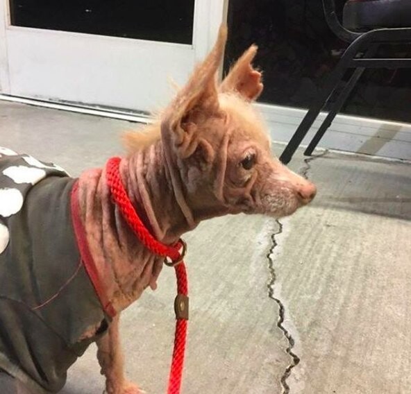 Необычная лысая собака с большими ушами загадала загадку своим спасителям