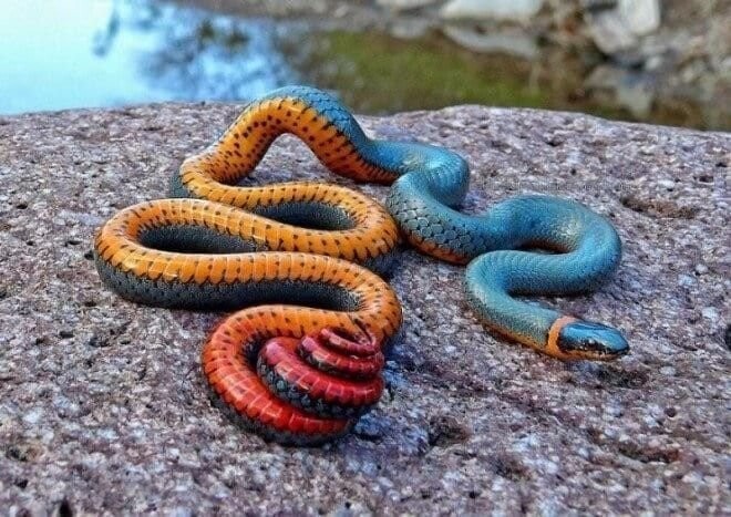 Королевская ошейниковая змея с разноцветными кольцами