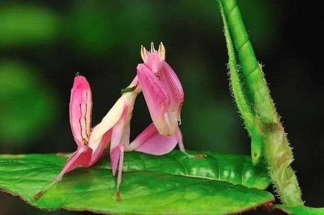 Розовый орхидейный богомол