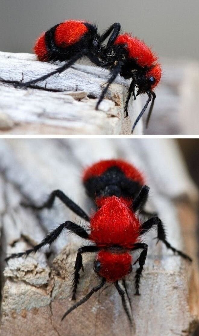 Красный бархатный муравей