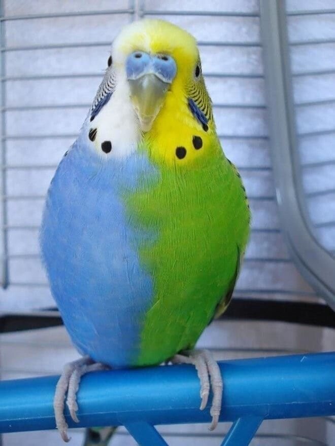 Сине-зелёный попугай