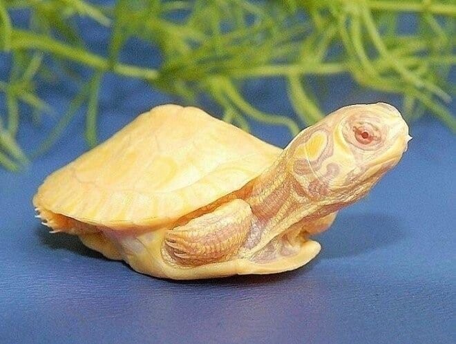 Бело-жёлтая черепаха