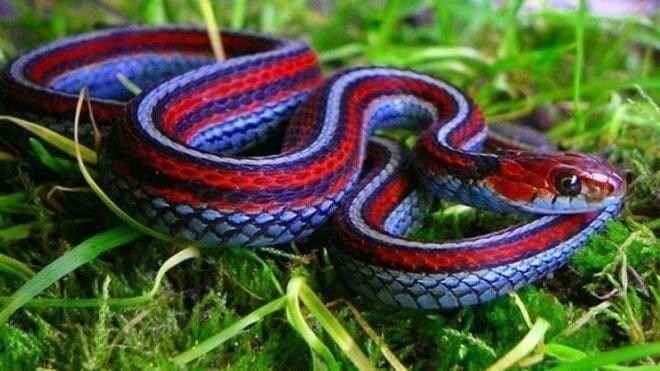 Подвязочная змея (Thamnophis Sirtalis)