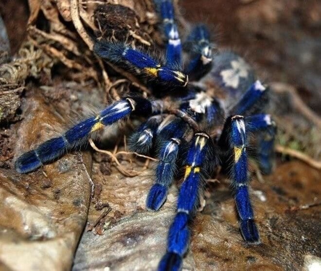Кобальтово-синий тарантул