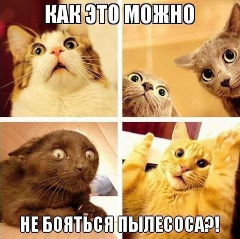 Субботний котопост