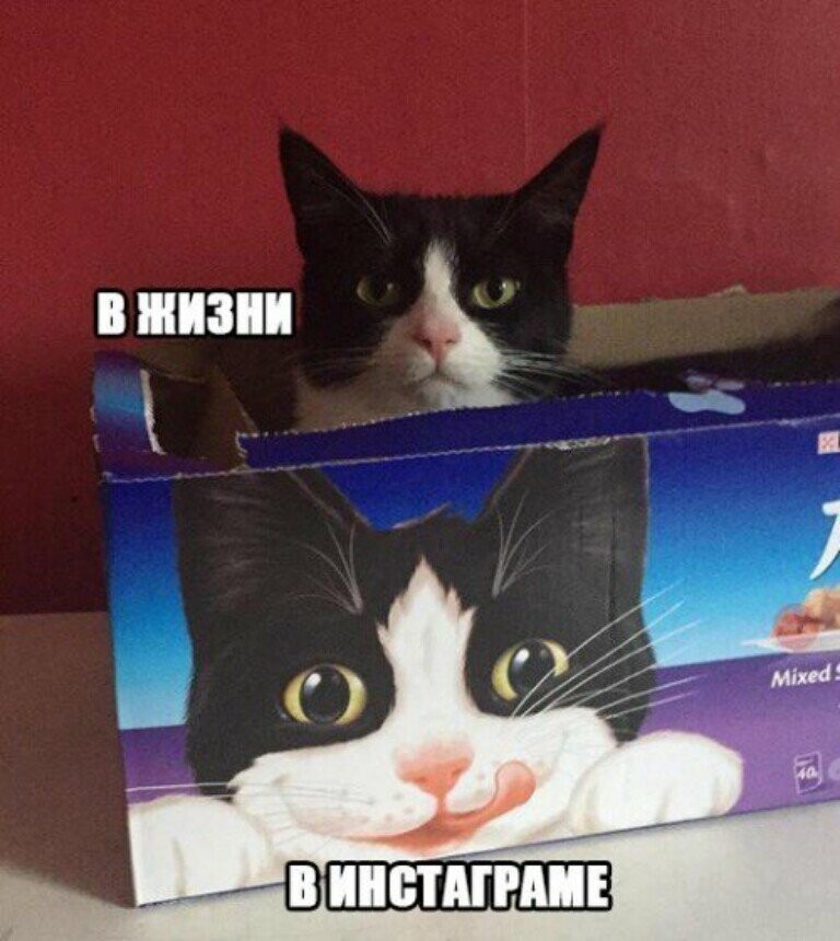 Субботний котопост