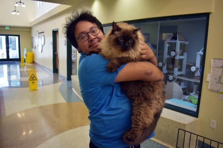 В Калифорнии спасли бездомного кота, страдающего ожирением: видео