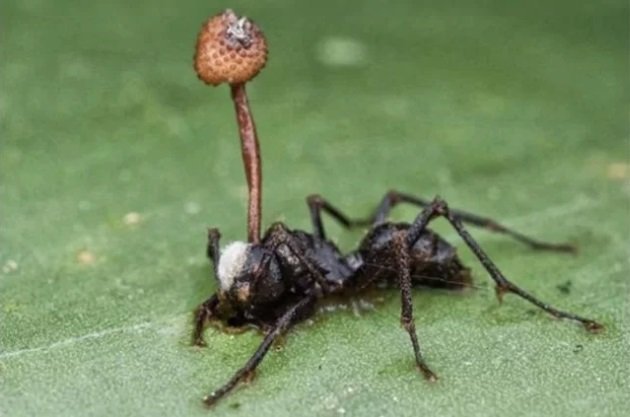 Этот муравей заражен кордицепсом, паразитическим грибом, который выглядит потрясающее.  Гриб берет на себя функцию мозга муравья, превращая его в зомби, который делает то, что нужно грибу для выживания.