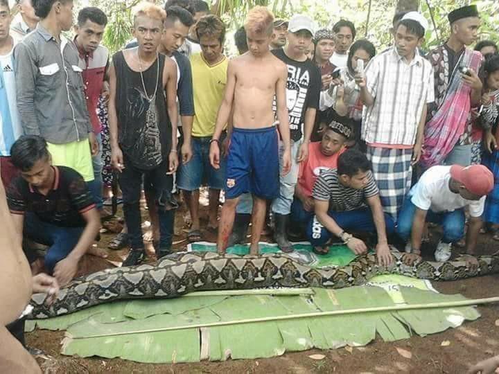 Гигантский питон сожрал индонезийку: видео вскрытия рептилии