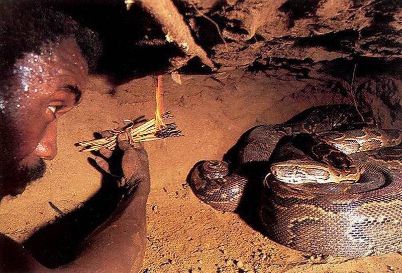 5. Змей, свернувшись кольцами, лежит на яйцах (в кладке обычно не менее 100 штук).