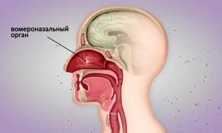 4. Вомероназальный орган