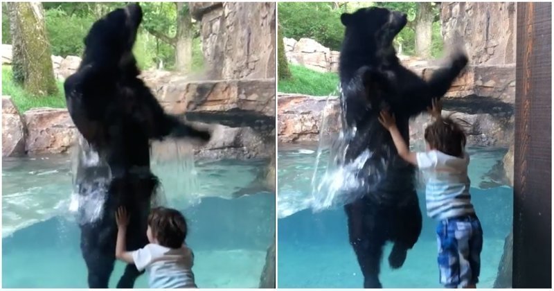 Дружелюбный медведь подыграл мальчику и попрыгал вместе с ним