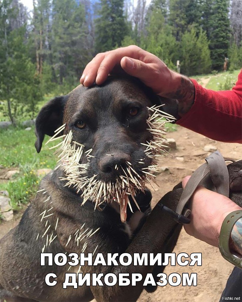 Познакомился с дикобразом