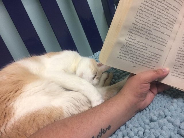 Но Прайс всё равно приходил и читал коту по несколько часов. И через пару недель Стиви уже прижимался к юноше, слушая историю