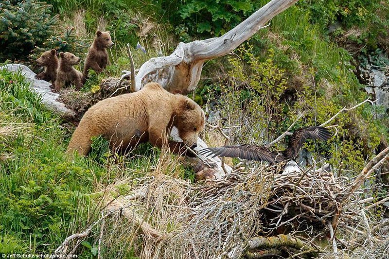 Медведица приближается к орлиному гнезду, а медвежата стоят в отдалении