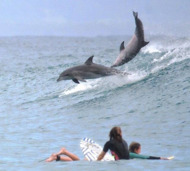 Встреча с дельфинами