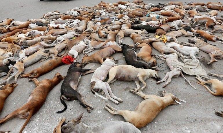 В Германии разоблачили снимок "убитых перед ЧМ" собак