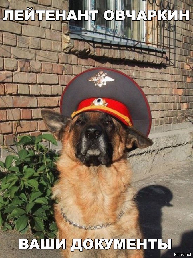 Лейтинант овчаркин