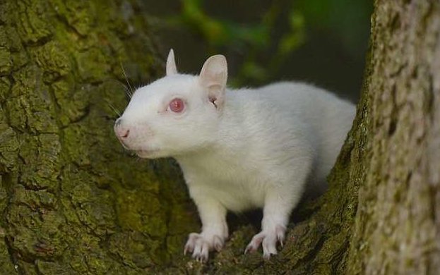 В Суррее замечена белка-альбинос