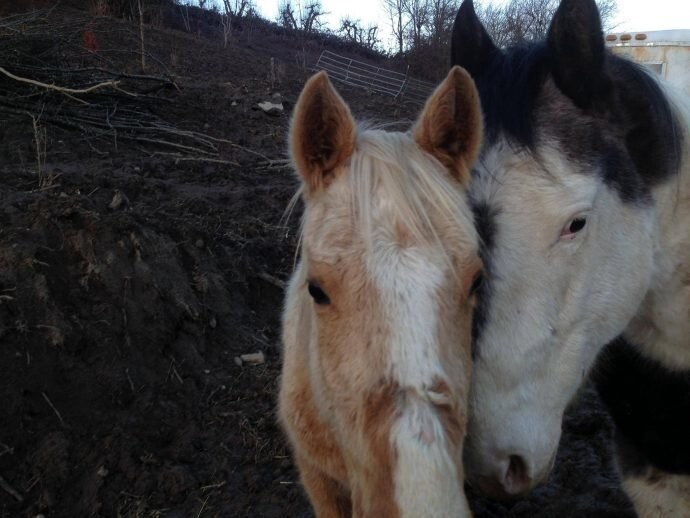 7 лошадей спасли на болоте, из-за колючей проволоки…